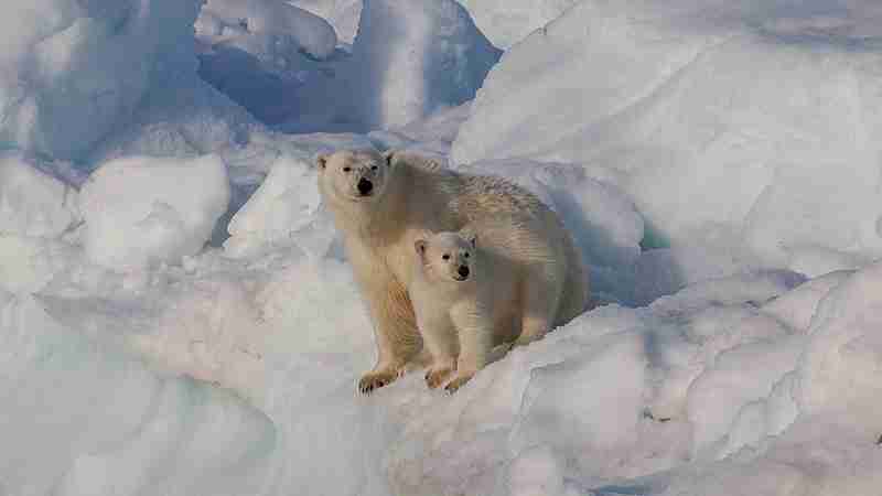 Female polar bear ( Ursus maritimus) with cub, Svalbard, tags: der durch - CC BY-SA