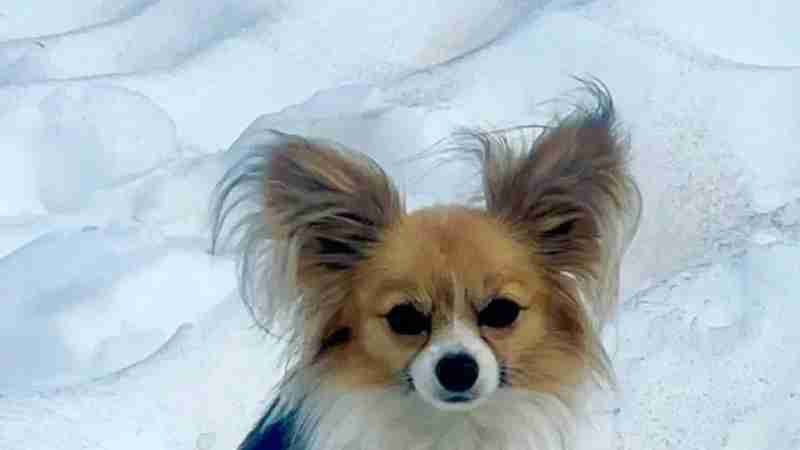 chihuahua saves, tags: zu - people.com