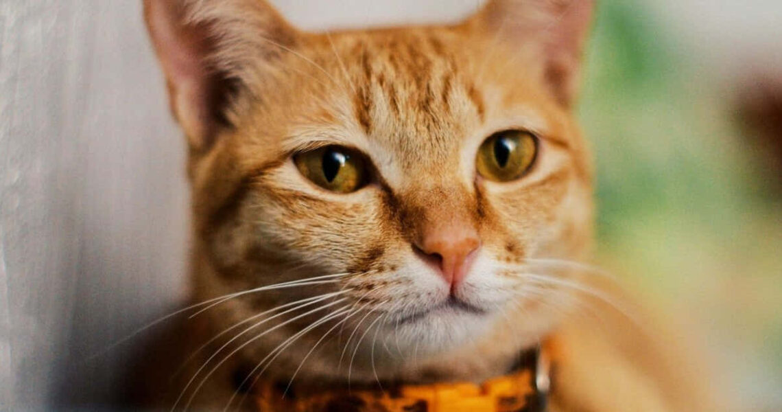 Katzen und ihre Spiegelbilder: Was ihr Verhalten über ihre natürlichen Instinkte verrät